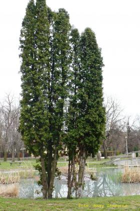 Thuja occidentalis